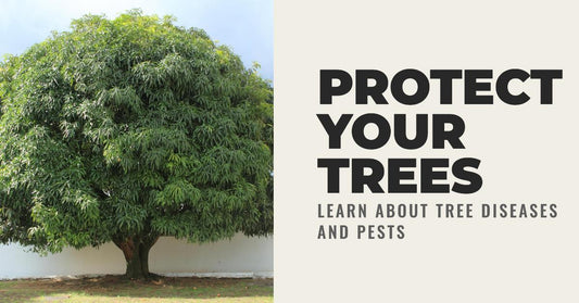 Safeguarding Your Trees: Understanding Tree Diseases and Pests